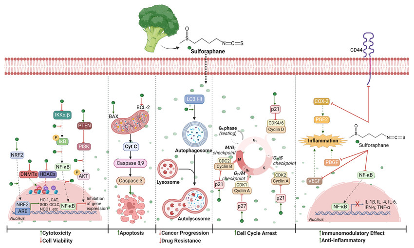 A diagram of a cell cycle Description automatically generated